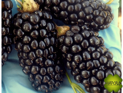 Ежевика Натчез черная (бесшипный сорт, ранний срок созревания)