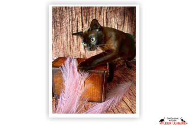 Banty Djenifer Fleur Lunaire,
Порода: бурманская