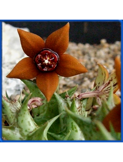 Orbea laticorona ES 15761