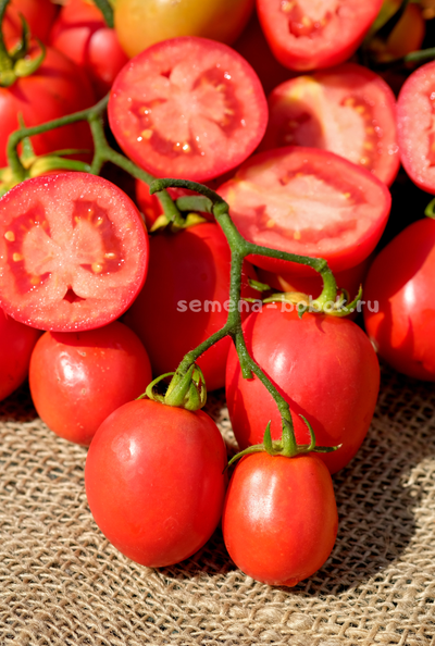 Томат Kecskemét 549 (Кечкемети-549), 10 шт