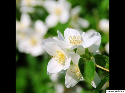 Чубушник гибридный Kalina