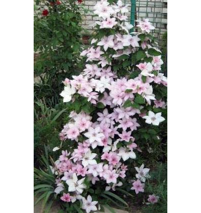 Клематис Пинк Фэнтези (Pink Fantasy) ОКС