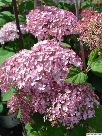 Гортензия древовидная Свит Аннабель