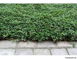 Кизильник Даммера Мэйджор - Major