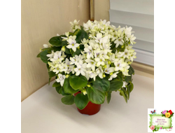 Broadway Star Trail (Селекционер неизвестен) трейлер