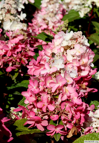 Купить Гортензия метельчатая Пинк Даймонд в Москве - Фото - Красовский-Сад.рф