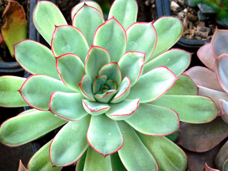 Echeveria pulidonis - 3 листочка