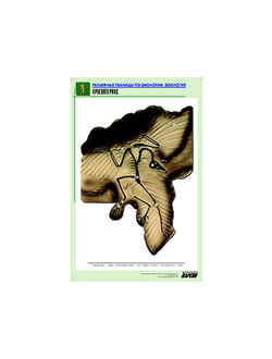 Рельефная таблица "Археоптерикс" (формат А1, матовое ламинир.)