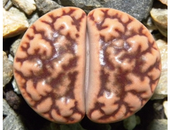 Lithops bromfieldii v.mennellii (pale selection)  - 10 семян