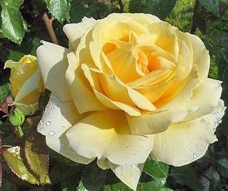 Казино (Casino),  клаймбер.   McGredy