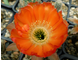 Lobivia rebutioides v.densispina VG-628 - 10 семян