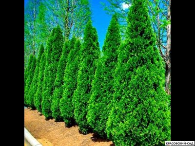 Туя Смарагд - Smaragd 5 метров