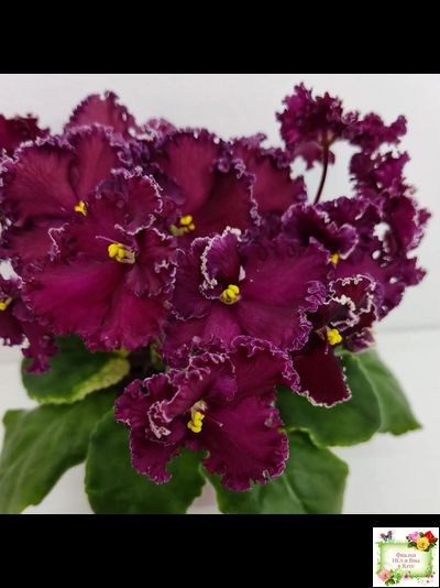 ЛЕ-Шелковые Кружева (Е. Лебецкая) 2017 г. (лист посажен 28.01.26)