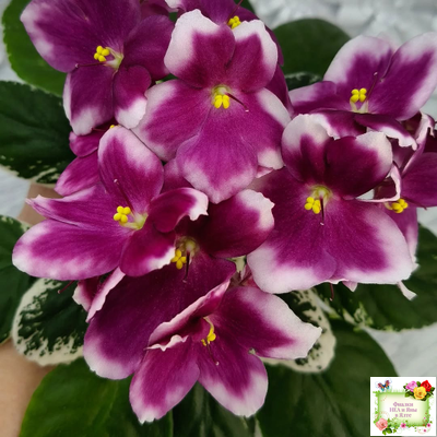 KZ-Источник Вдохновения (И. Заикина) 2023 г. (стартер сорт)