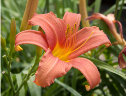 Лилейник Pink damask, C2