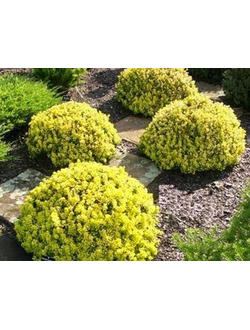 Барбарис Тунберга Goldalita