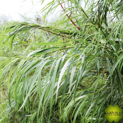 Ива "Шверина Улучшенная"