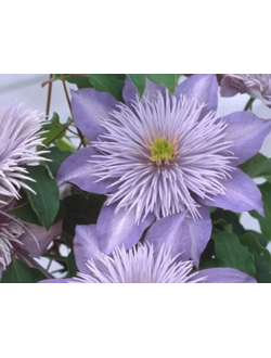 Клематис Crystal Fountain (Кристальный фонтан), контейнер р9