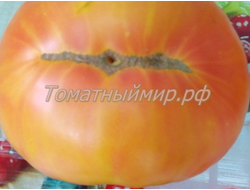 Томат Лаки Кросс (Lucky Cross), Канада