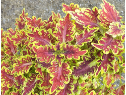 Колеус ИТА Персия