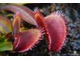 Dionaea muscipula Bohemian garnet