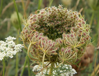 Гидролат моркови (Daucus carota) семена 100 мл