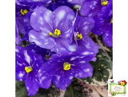 Rivermist Galaxy (J.Baker) (10973) 04/13/2018