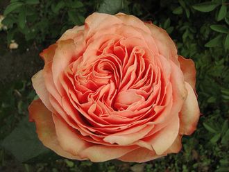 Кахала  (Kahala) роза, ЗКС