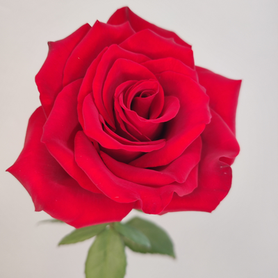 Роза Эквадор красная