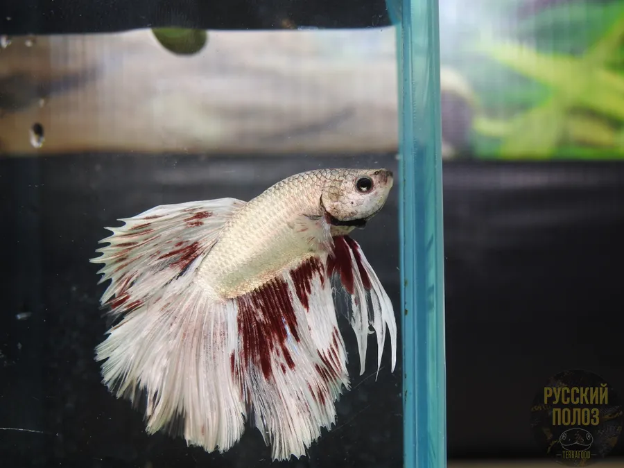 Петушок, Бойцовая рыбка, Betta splendens