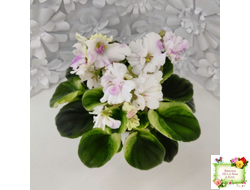 LV-Мариночка (Л. Шевелева) 2023 г. (клакамас бастл-листва с кроновой пестролистностью)