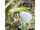 Leucojum vernum Milly