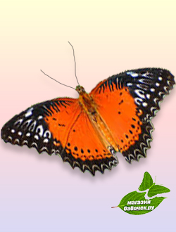 Библис  , некрупная бабочка 6-7 см