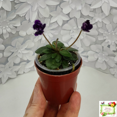 Hunter's Black Talon (K. Muzalewski)