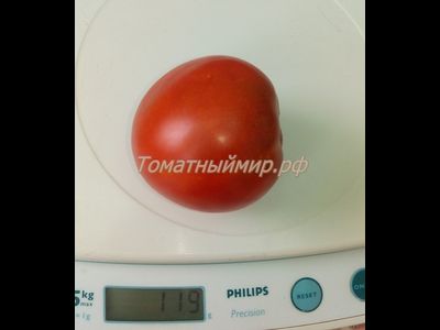 Томат Гном Австралийская Капля (Dwarf Aussie Drop)