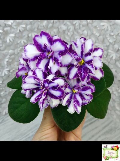 ЮШ-Надюша (Ю.Шаховцева) химера (пасынок из цветоноса укоренённый)