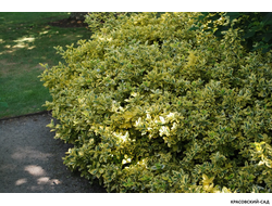 Бересклет Эмеральд Голд - Emerald 'n' Gold