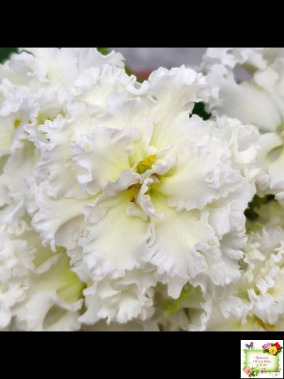 АВ-Легенда о Золотой Луне (Фиалковод) 2023 г. (лист с деткой укоренённый)