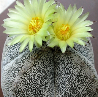 Astrophytum myriostigma cv. Onzuka 4-costa - 10 семян