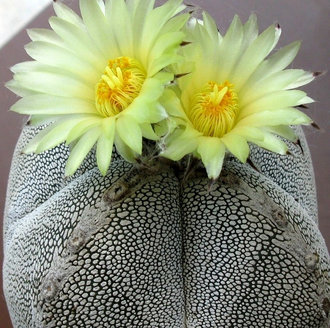 Astrophytum myriostigma cv. Onzuka 4-costa - 5 семян