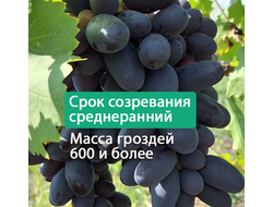 Велика (однолетний)