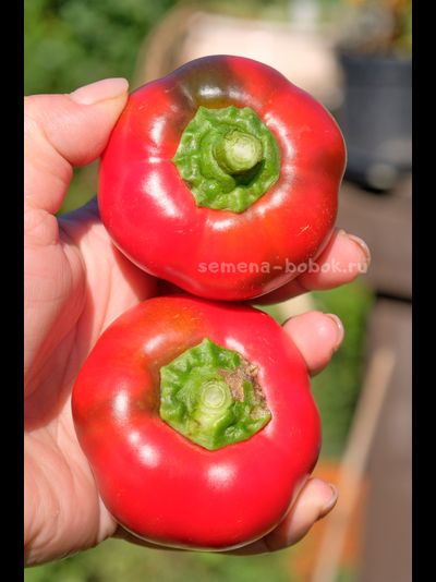 Перец сладкий Малиновое сердце, 10 шт