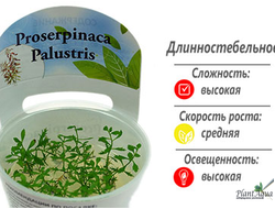 Proserpinaca palustris