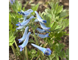 Corydalis turtschaninovii Ashwood Beaute