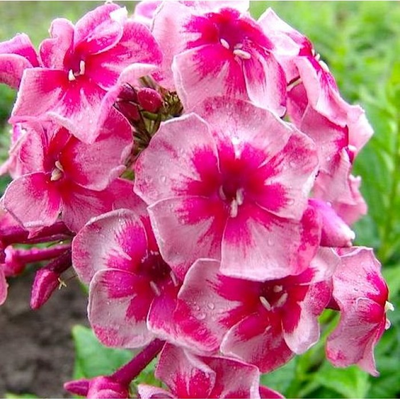 Флокс Старс энд Страйпс (Stars & Stripes)