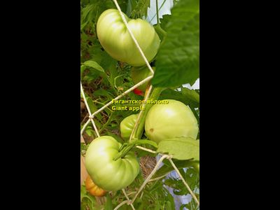 Томат Гигантское яблоко (Giant Apple, Сербия)