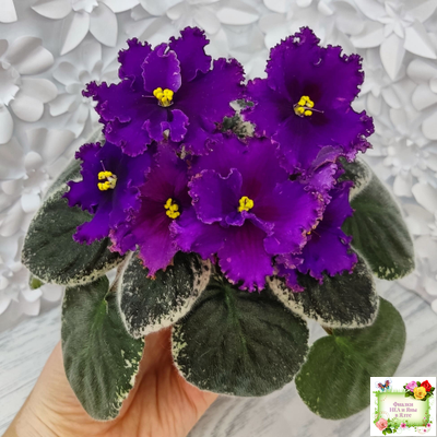 РМ-Глаз Дракона (Н. Скорнякова) 2021 г.