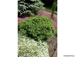 Ель обыкновенная Элеганс - фото в саду - красовский-сад.рф