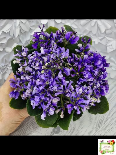 СК-Вьюнок (А.Кузнецов) (2 листа посажены в 1 стак. 24.01.26)