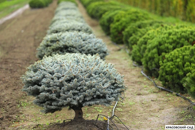 Ниваки - Бонсай садовый Ель Глаука Глобоза - Glauca Globosa
